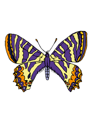 Colorea dibujos de mariposas - Mariposa voraz