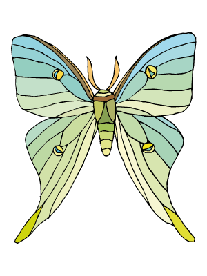 Colorea dibujos de mariposas - Mariposa tunera