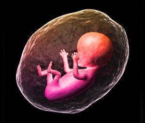 Cómo son los primeros movimientos fetales
