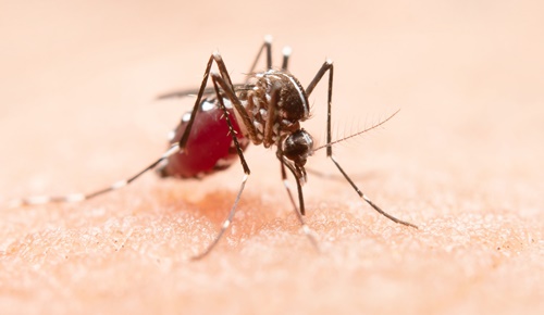 ¿Qué síntomas tiene el dengue en niños?