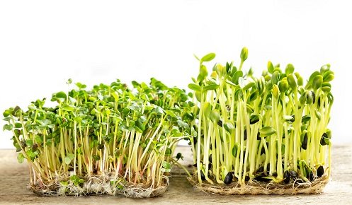 ¿Se pueden comer los brotes y germinados durante el embarazo?