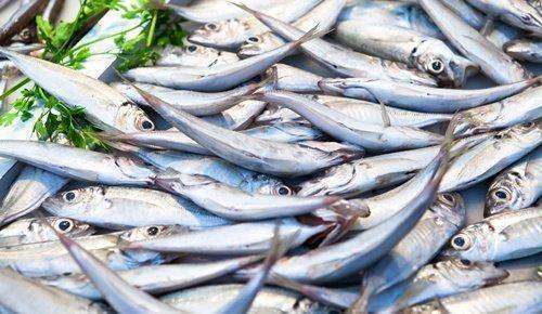 ¿Qué pescados pueden y no pueden comer los niños?