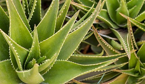 Beneficios del aloe vera para niños