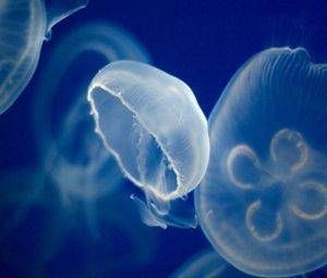 Tratamiento de las picaduras de medusas