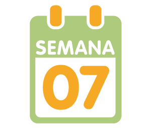 La 7ª semana de embarazo