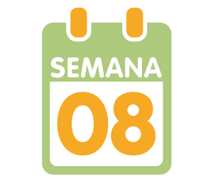 La 8ª semana de embarazo