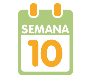 La 10ª semana de embarazo