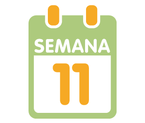 La 11ª semana de embarazo