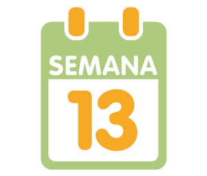 La 13ª semana de embarazo