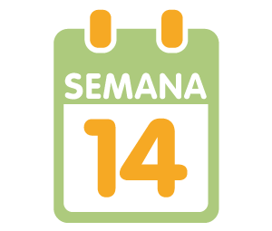 La 14ª semana de embarazo