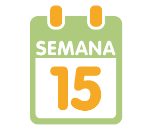 La 15ª semana de embarazo