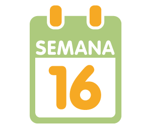 La 16ª semana de embarazo