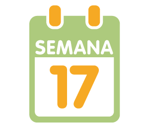 La 17ª semana de embarazo