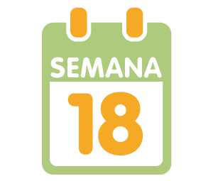 La 18ª semana de embarazo