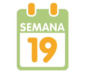 La 19ª semana de embarazo