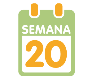 La 20ª semana de embarazo