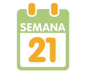 La 21ª semana de embarazo