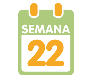 La 22ª semana de embarazo