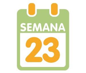 La 23ª semana de embarazo