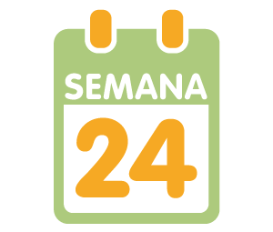 La 24ª semana de embarazo