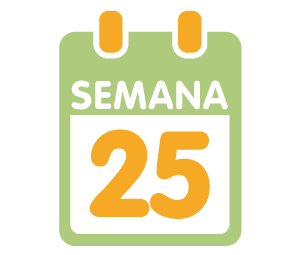 La 25ª semana de embarazo