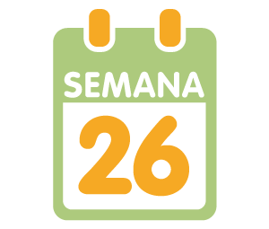 La 26ª semana de embarazo