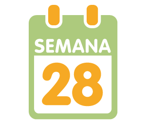 La 28ª semana de embarazo