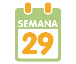 La 29ª semana de embarazo