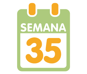 La 35ª semana de embarazo