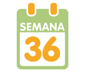 La 36ª semana de embarazo