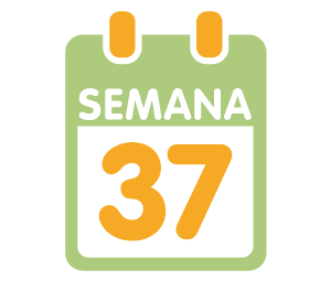 La 37ª semana de embarazo