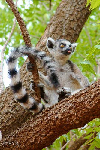 Viaja a Madagascar con tus hijos