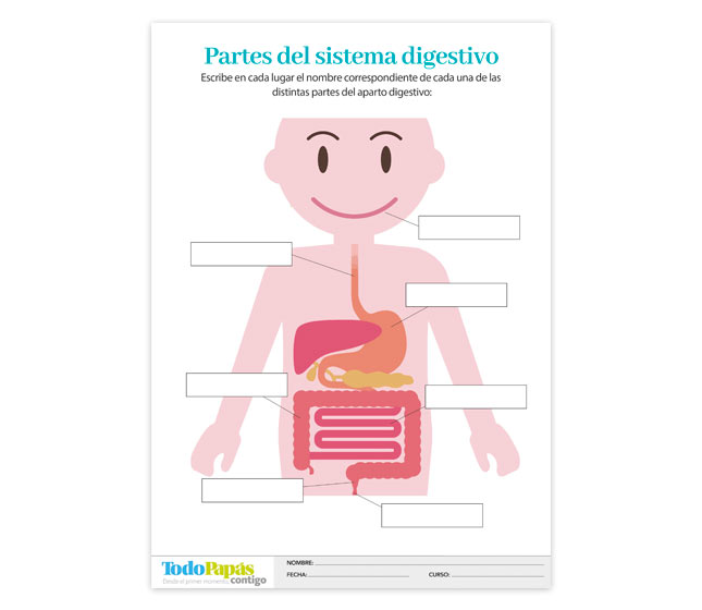 Partes del sistema digestivo