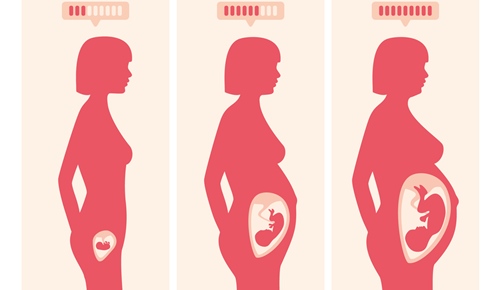 Crecimiento De La Barriga A Lo Largo Del Embarazo Mes A Mes
