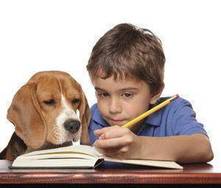 Mi hijo quiere una mascota