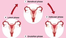 Duración de la fase lútea