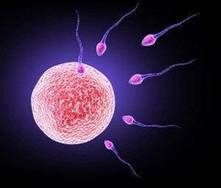 Cuando Se Produce La Implantacion Todopapas