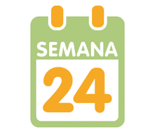 La 24ª semana de embarazo