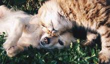 Estas navidades, enseña a tus hijos que las mascotas no son un juguete