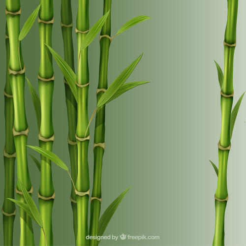 El helecho y el bambu
