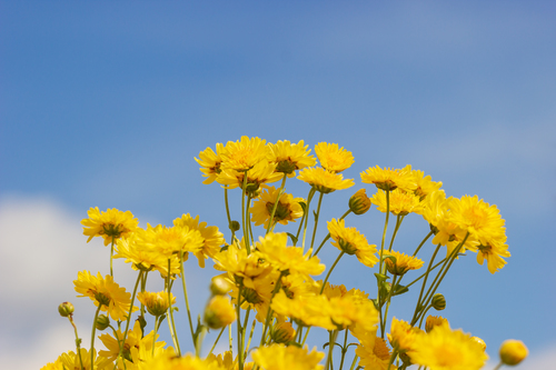 El jarrón y la flor amarilla