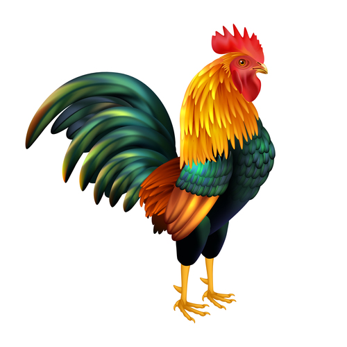 El gallo.